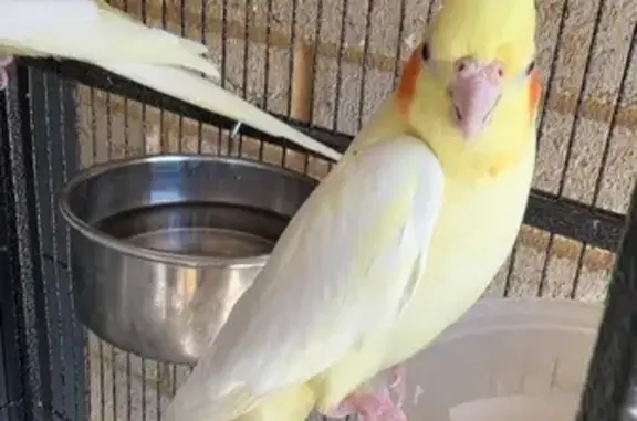 Lost Bright Yellow Bird in Bedford