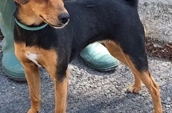 ¡Ayúdanos a encontrar a Luna, perrita perdida!