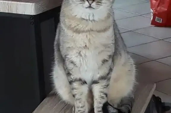 Chat tigré perdu, Impasse des Pinsons - photo