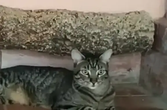 ¡Ayuda a encontrar a Coockie! Gata perdida