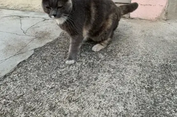 Animaux trouvés Narbonne, photo: Chatte trouvée, affectueuse, Rue Suffren
