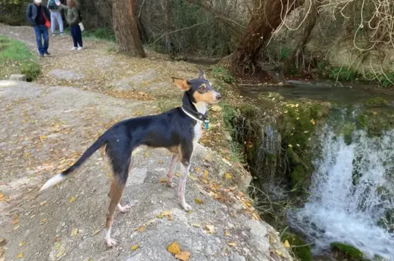 Perra Podenco Perdida en Marbella: Ayuda