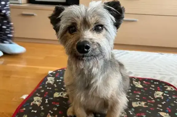 Perro Mayor Perdido en Calle Los Pinos