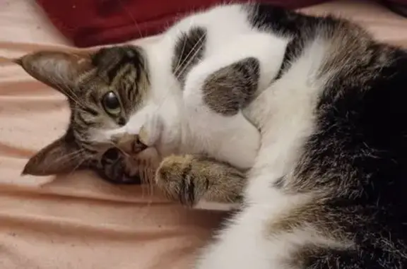 Chat perdu : Nonange, gris blanc tigré - photo
