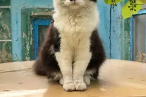 Зникла чорно-біла кішка в Агрономічному