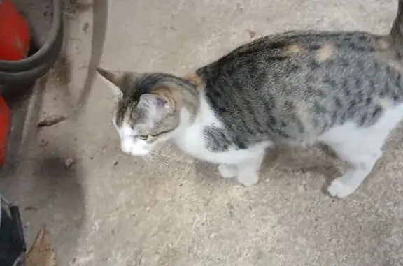 Animaux trouvés , photo: Chatte tigrée trouvée à La Chapelle-Gonaguet