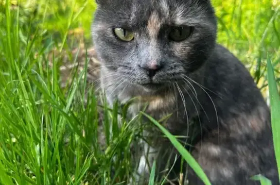 Chatte écaillée perdue à Saint-Jean - photo