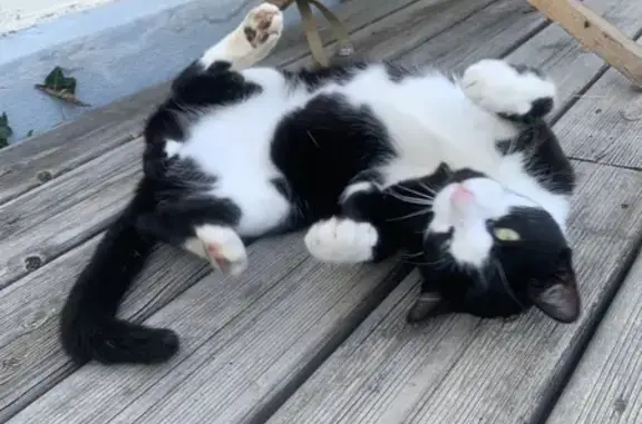Chat perdu : Misty, jeune mâle craintif - photo