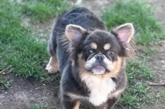 Lost Dog: Bella Missing in Fairfield, OH