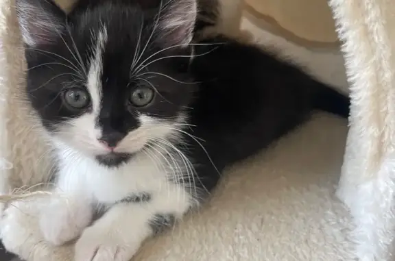 Chat perdu, Corbenay, photo: Chaton perdue Moka, noire/blanche, Corbenay