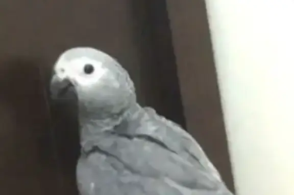 Young Lost Bird in Hume City - Help Needed