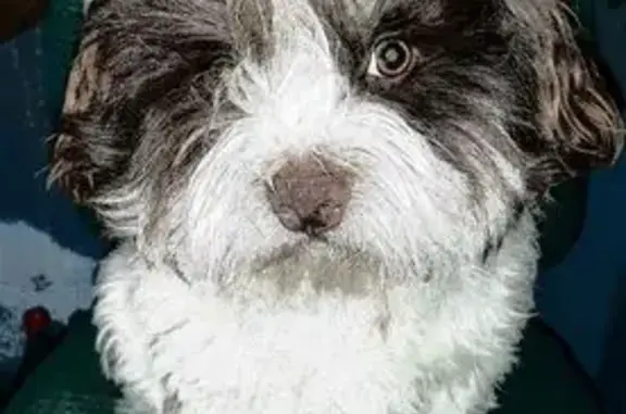 Perro Blanco y Marrón Perdido en Sant Cugat