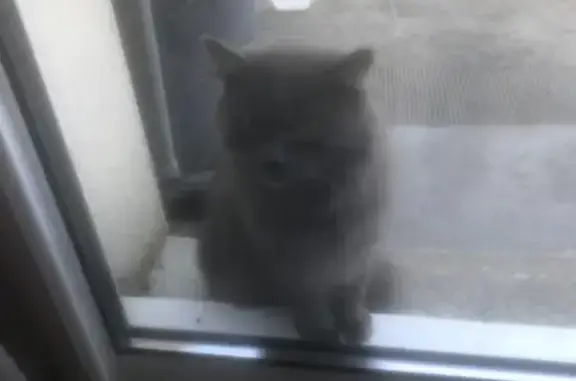 Animaux trouvés Frontenay-Rohan-Rohan, photo: Jeune chat gris bleu trouvé Allée Cormiers
