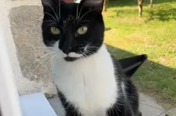 Chat perdue, tatouée, cicatrice moustache - photo