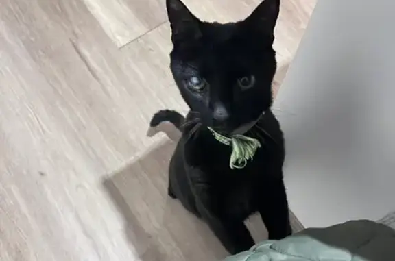 Lost Cat: Eye Issue, Belmont Area
