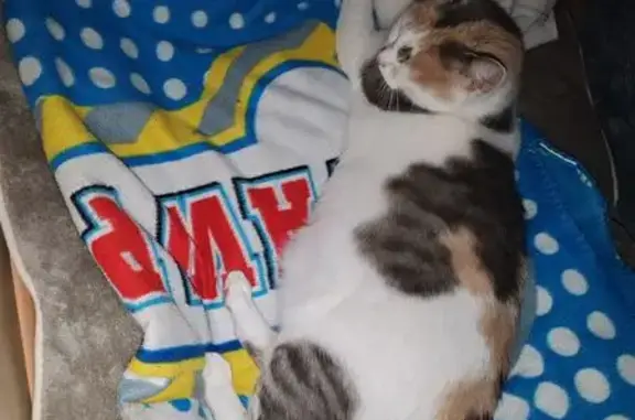 Chatte perdue Chipie, craintive et proche. - photo
