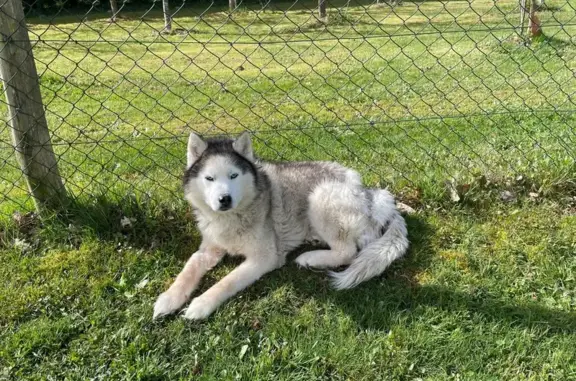 Chien perdu sans collier à Veyrac - photo