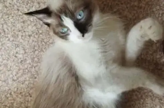 Animaux perdus Lyon, photo: Chatte perdue à Lyon, sociable et câline