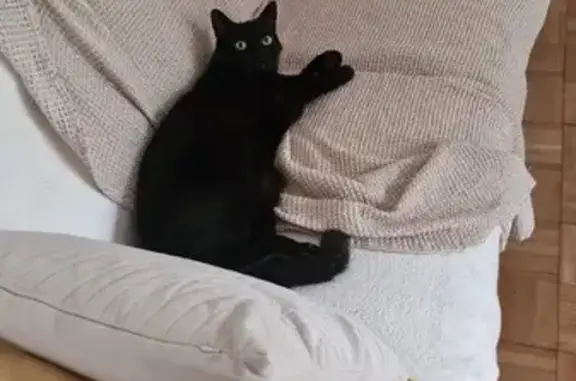 Animaux perdus Lons-le-Saunier, photo: Perdu : chat noir Mowgli à Lons-le-Saunier
