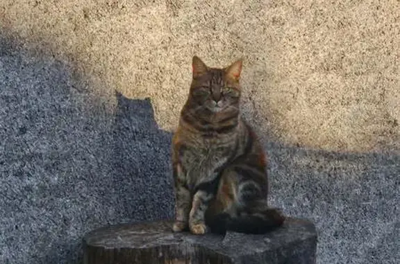 Chatte perdue Iris, écaille, Monthou-sur-Cher - photo