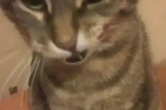 Animaux perdus Flers, photo: Chat tigré perdu à Flers, rue de Messei