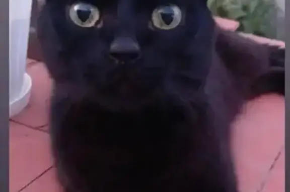Gato Negro Extraviado en Galapagar: Detalles