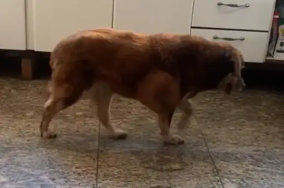 cachorro desaparecida
