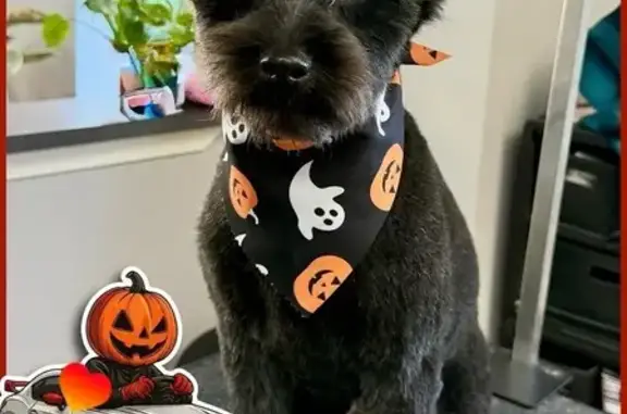 Lost Black Dog: Halloween Bandana, Joliet
