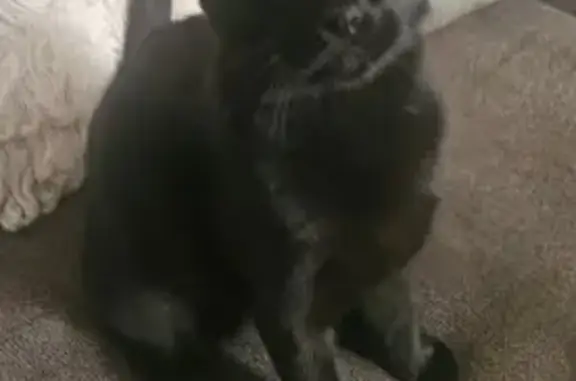 Lost Black Cat: Tree Climber in Lakewood
