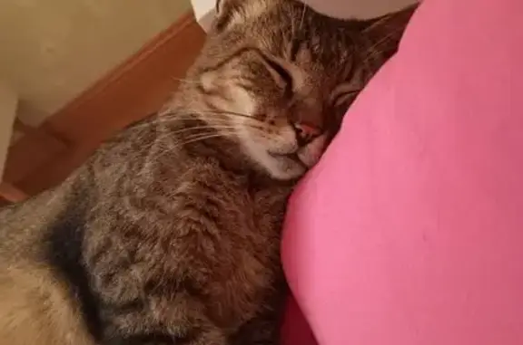 Chat européen tigré perdu à Mesnil-en-Ouche - photo