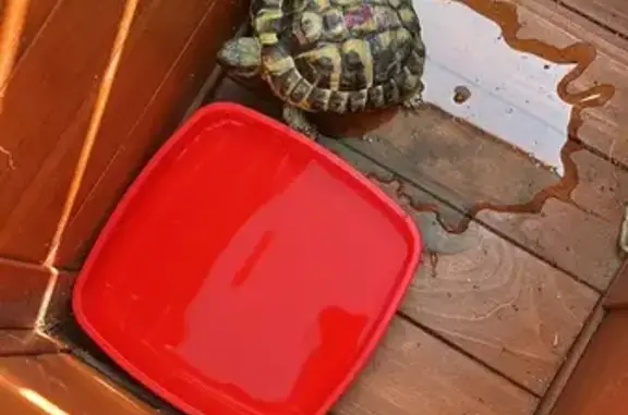 Animaux trouvés Châteauneuf-les-Martigues, photo: Tortue retrouvée rue Jules Ferry