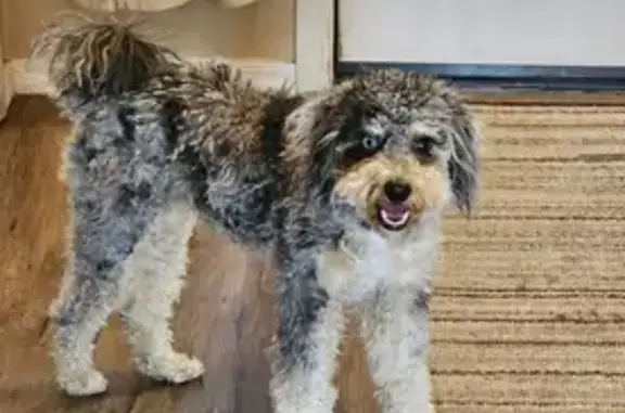 Lost Dog: Unique Eyes in Peoria