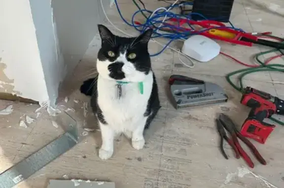Lost Cat: Black & White, Wolfe St, Jax