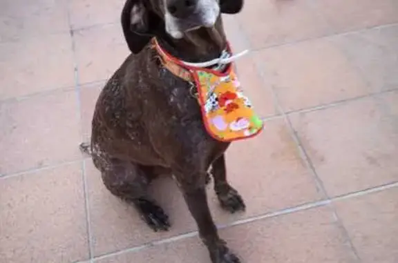 Perros Perdidos: Braca y Pastor en Seva