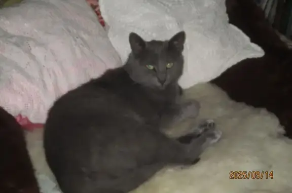 Chat perdu, , photo: Chat gris sociable perdu à Tréméreuc