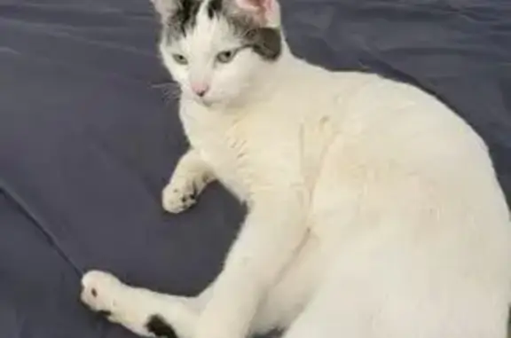 Chatte blanche tigrée perdue à Venelles - photo