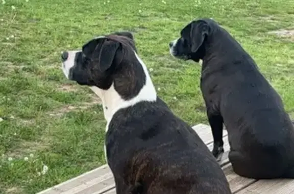 Chien perdu , photo : Chien noir et blanc perdu à Glandon