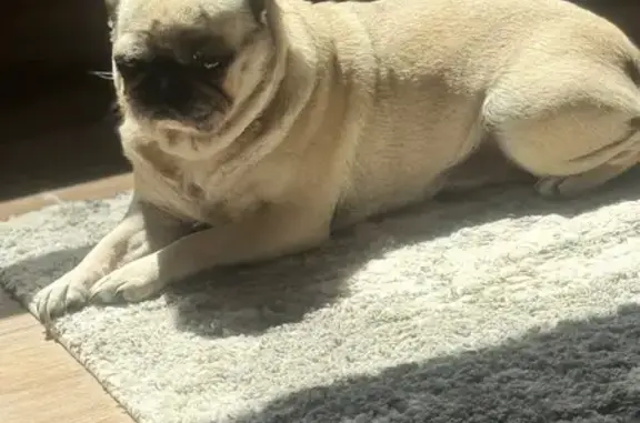 Lost Pug: Frankie, Fawn with Black Mask