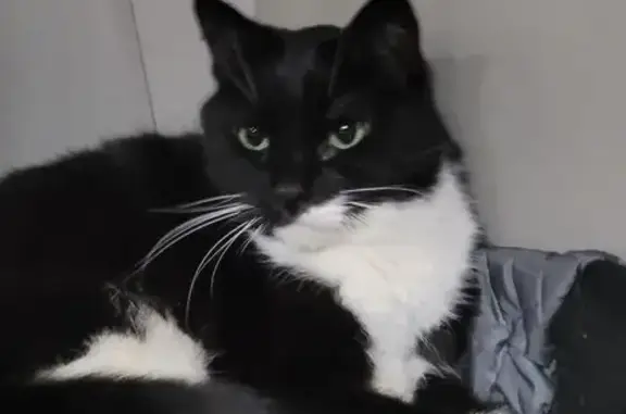 Lost and found pets Magna, photo: Lost Declawed Cat: Odie Missing in Magna
