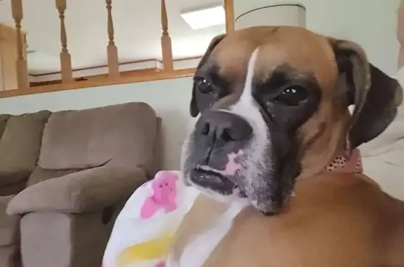 Lost Boxer Izzy: Brown with Unique Markings