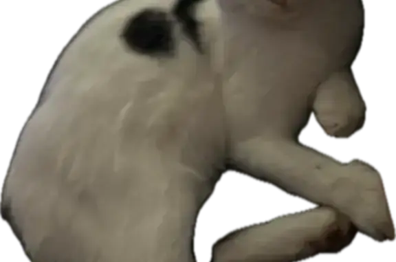 Animaux perdus , photo: Chat perdu : Winny, mâle noir et blanc