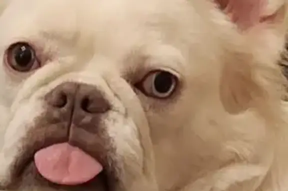 Lost White French Bulldog on Willow Dr