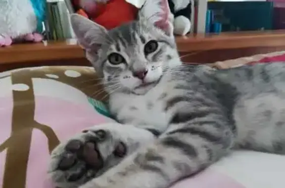 Chaton perdu, 5 mois, Rue des Charmes - photo