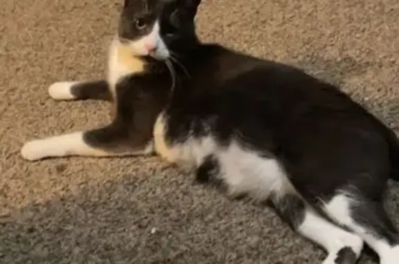 Lost Cat Barry: White Socks & Friendly Face