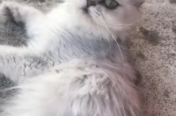Chatte blanche perdue, yeux verts, Fréjus - photo