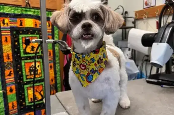 Lost Shih Tzu: Axil in Fort Dodge, IA
