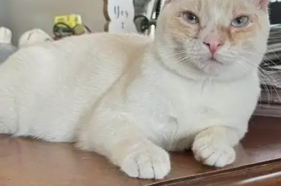 Lost Flame Point Siamese in Ocean City