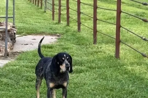 Urgent: Lost Dog Blu in Blue Springs!