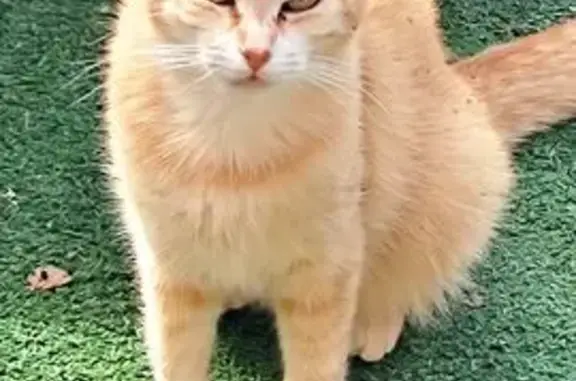 Chatte Rousse Perdue, Démarche Particulière - photo