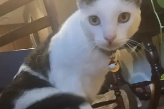Lost Gray Tabby: Unique Collar & Markings